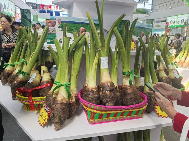 贺州香芋产业亮相2024农博会 品牌化发展助力乡村振兴(图3)