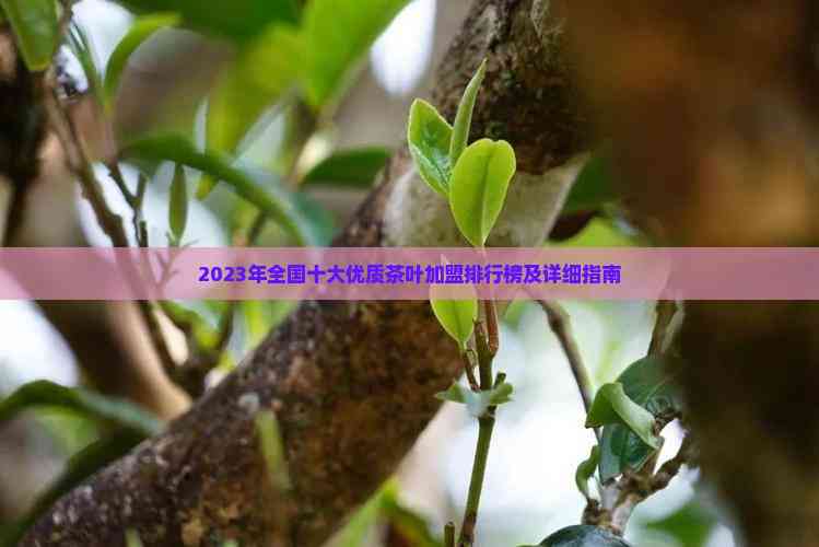 2023年全国十大优质茶叶加盟排行榜及详细指南(图3)