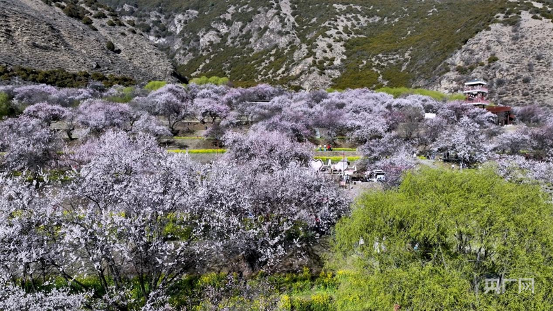 “雪域江南”西藏林芝：以桃花为媒推动农文旅融合发展(图2)