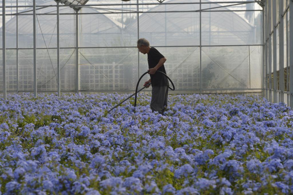 四中全会精神在基层丨建起棒球场组团种花卉——浙江嘉兴村庄走出抱团发展共富路(图3)