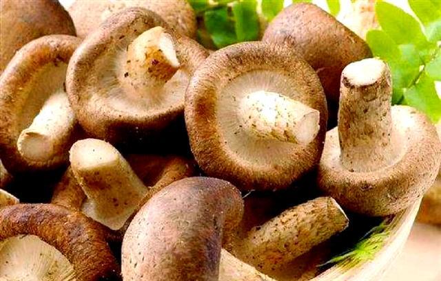 香菇再次被关注！医生发现：肝病患者吃香菇时或有这3点好处(图5)