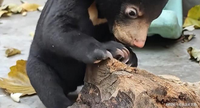 日本熊“泛滥成灾”已经开始吃熊肉了！食客：这肉鲜嫩多汁(图2)