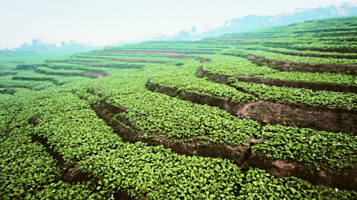 乌江榨菜上榜餐企食材供应商百强成餐饮供应核心力量(图2)