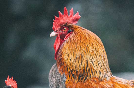 9个月营收14亿萨利亚的中国对手来了(图1)