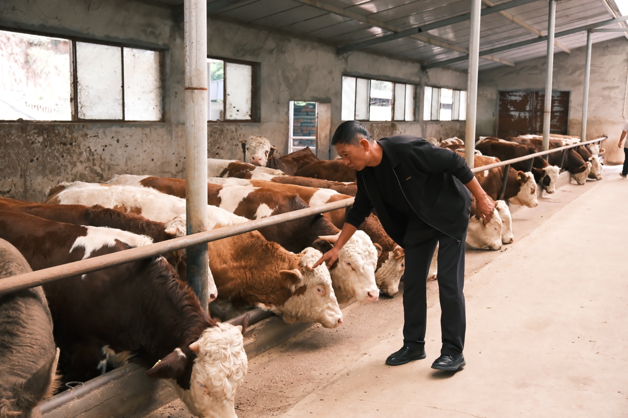 六盘山肉牛走向全国大市场｜活力中国调研行